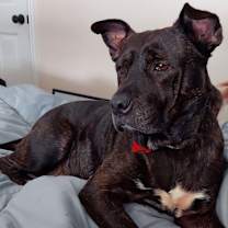 Thumbnail photo of Glimda #4