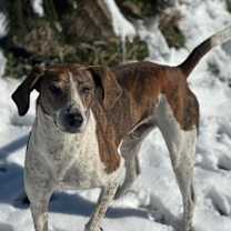 Thumbnail photo of Brach #1