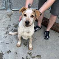 Thumbnail photo of Peanut #4