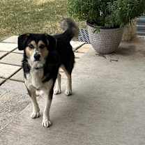 Thumbnail photo of Kirby #2