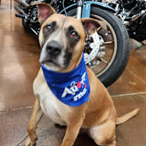 Thumbnail photo of ROCKY #1