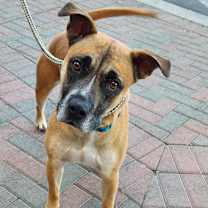 Thumbnail photo of ROCKY #2