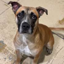 Thumbnail photo of ROCKY #3