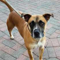 Thumbnail photo of ROCKY #4