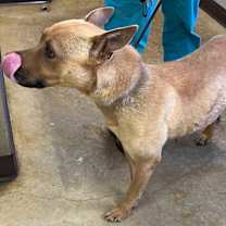 Thumbnail photo of Chani #2