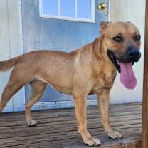 Thumbnail photo of Chani #4