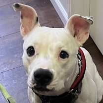 Thumbnail photo of Hedy (CP) #1