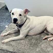 Thumbnail photo of Hedy (CP) #3