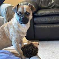 Thumbnail photo of Juno #1