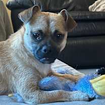 Thumbnail photo of Juno #2