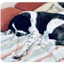 Thumbnail photo of Everest #1