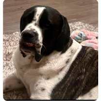 Thumbnail photo of Everest #2