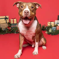 Thumbnail photo of Glimmet #1