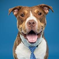 Thumbnail photo of Glimmet #2