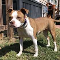 Thumbnail photo of Honeybee #3