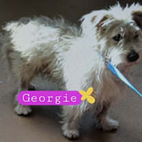 Thumbnail photo of Georgie #2