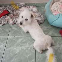 Thumbnail photo of Georgie #3