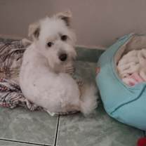 Thumbnail photo of Georgie #4