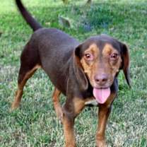 Thumbnail photo of RUSTY #1