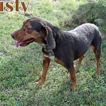 Thumbnail photo of RUSTY #2