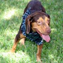 Thumbnail photo of RUSTY #3