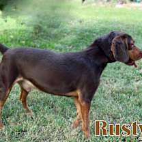 Thumbnail photo of RUSTY #4