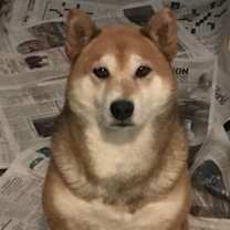 Thumbnail photo of Shilo #2