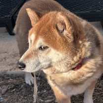 Thumbnail photo of Shilo #3