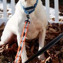 Thumbnail photo of Bumble #4