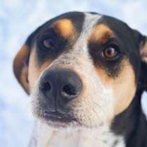 Thumbnail photo of Halle Hound #4