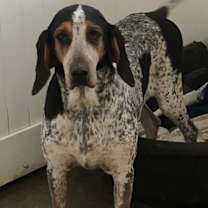 Thumbnail photo of Henrietta Hound #4