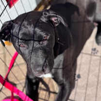 Thumbnail photo of Delci #2