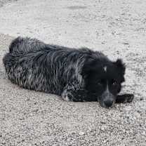 adopt-pet