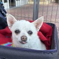 adopt-pet