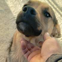 Thumbnail photo of Brutus #3