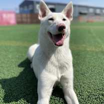 Thumbnail photo of Pinko #1