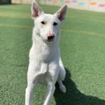 Thumbnail photo of Pinko #2