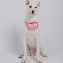Thumbnail photo of Pinko #4