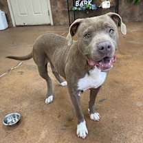 Thumbnail photo of Bavetta #1