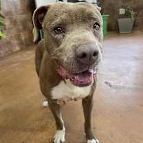 Thumbnail photo of Bavetta #3