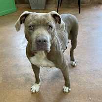 Thumbnail photo of Bavetta #4