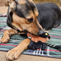 Thumbnail photo of Mabry #2