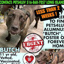 Thumbnail photo of Butch #1