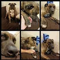 Thumbnail photo of Butch #2