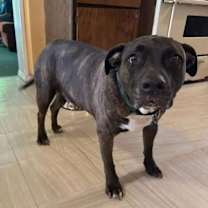 Thumbnail photo of Butch #4