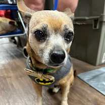 Thumbnail photo of 24-088 Calvin #2