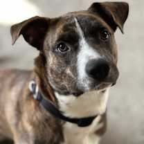 Thumbnail photo of Hank #1