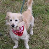 Thumbnail photo of Shaggy #1
