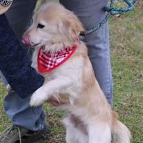 Thumbnail photo of Shaggy #2