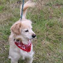 Thumbnail photo of Shaggy #4